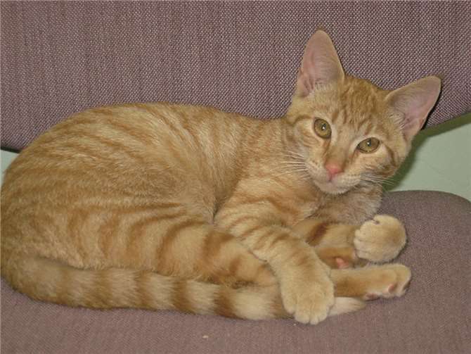 Katzenkinder im Doppelpack 
