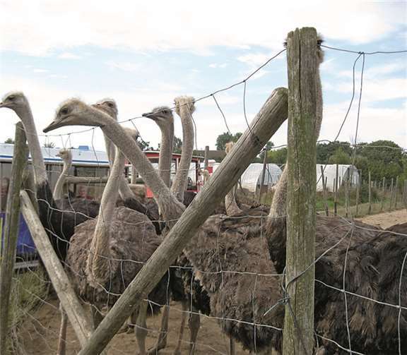 Interessanter Ausflug zur Straußenfarm 