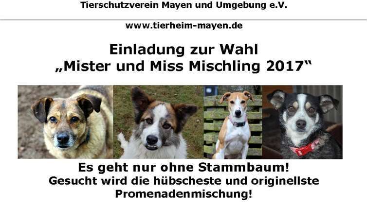 Wahl zu Mister und Miss Mischling