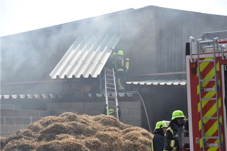 Tiere fallen Feuer zum Opfer 