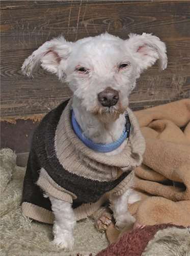 Fixfire - trotz drei Beinen flink unterwegs 