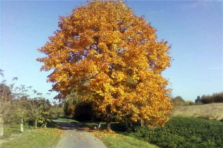 Herbst am Mülheimer Bach 