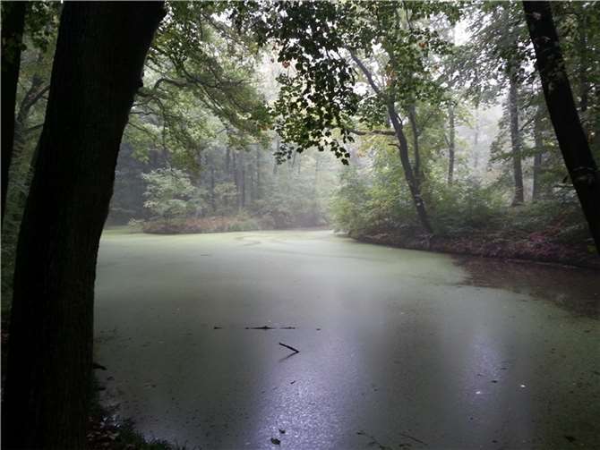Der Weiher am Waldschlösschen 