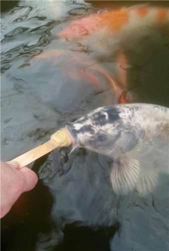 Schwimmende Speiseeisfreunde..! 