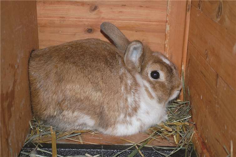Traumhund und verschmuste Katze