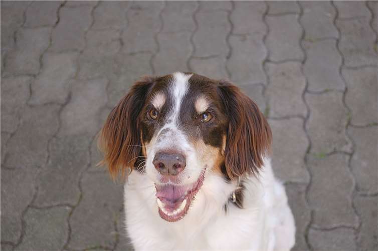 Traumhund und verschmuste Katze 