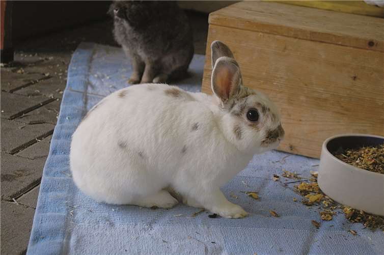 Traumhund und verschmuste Katze 