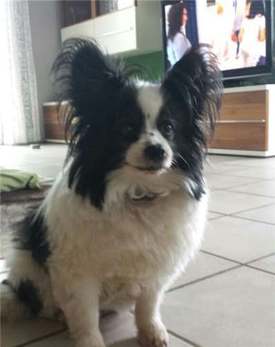 Silas, Granny und Benny suchen ein Zuhause 