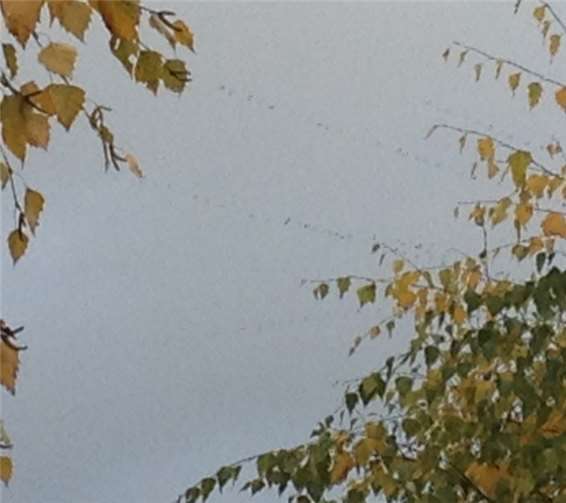 Gänsealarm über Sinzig