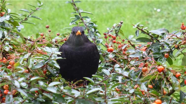 Blickarazzi in Andernach