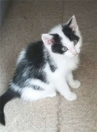 Nala und Murphy suchen ein neues Zuhause 