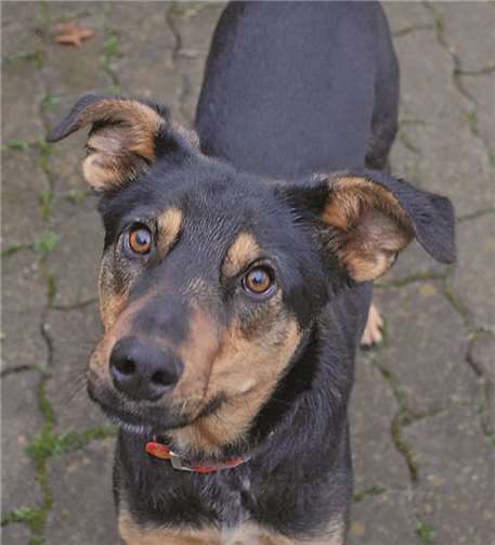 Kaninchendame „Heidi Klum“ sucht Gesellschaft 