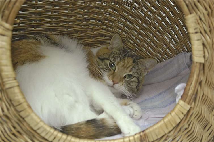 Kaninchendame „Heidi Klum“ sucht Gesellschaft 