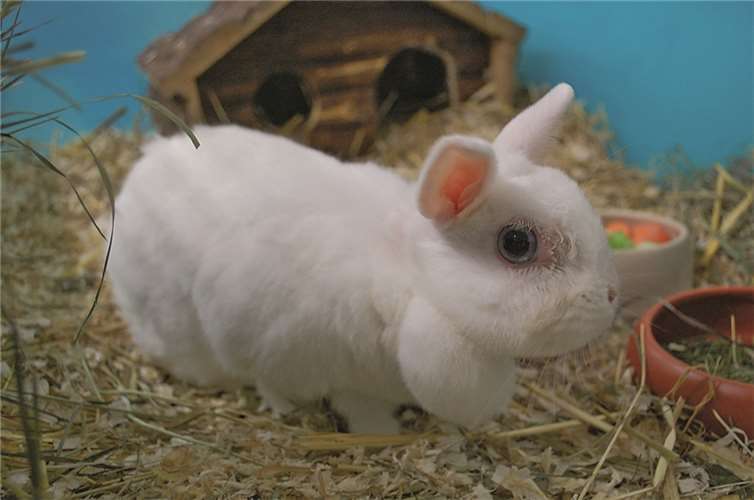 Kaninchendame „Heidi Klum“ sucht Gesellschaft 