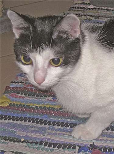 Verschmuste Schwestern