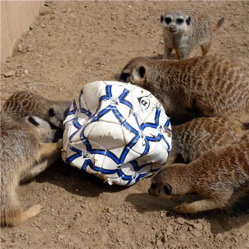 Tierisch Freude schenken 