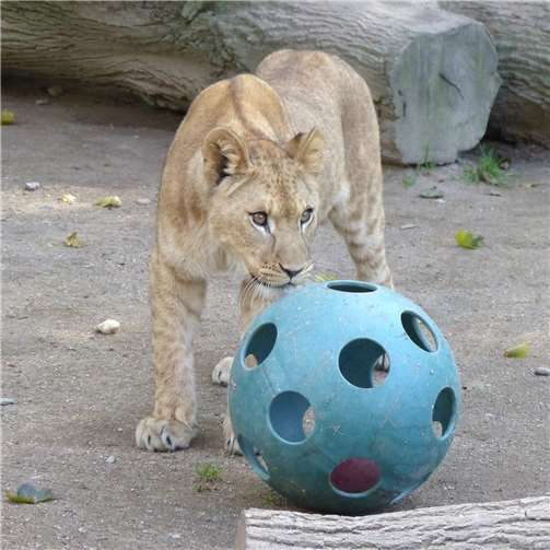 Tierisch Freude schenken 