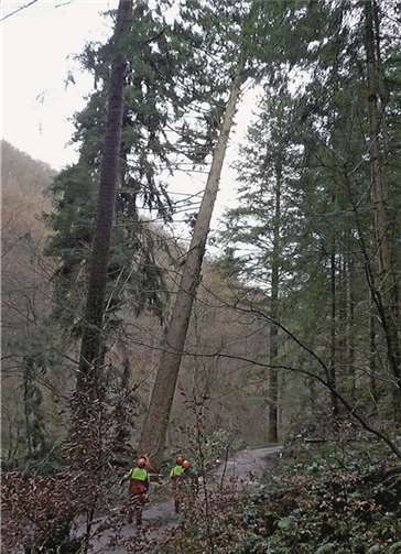 Kein freier Fall für Riesen-Douglasie Kein freier Fall für Riesen-Douglasie