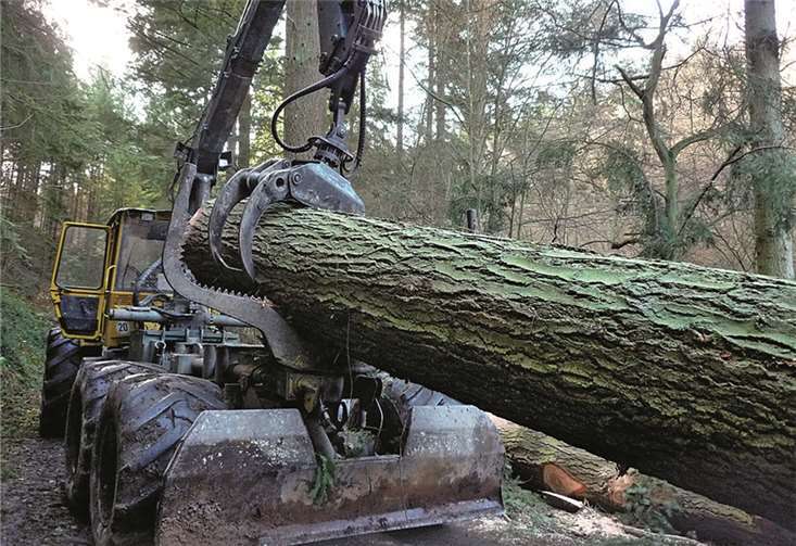 Kein freier Fall für Riesen-Douglasie Kein freier Fall für Riesen-Douglasie