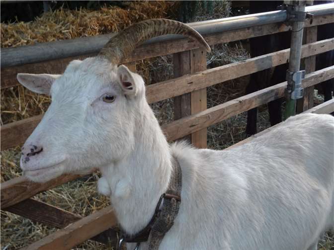 Weißes Einhorn in Andernach entdeckt