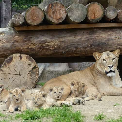Von neuen Tieren, Nachwuchs und baulichen Veränderungen 