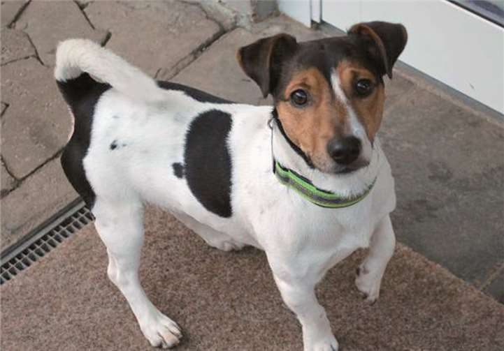 Unzählige Kaninchen beherbergt zur Zeit das Tierheim Mayen