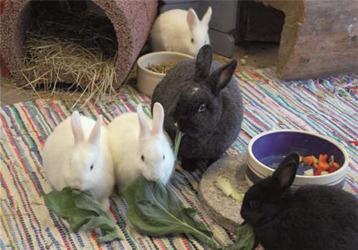 Unzählige Kaninchen beherbergt zur Zeit das Tierheim Mayen 
