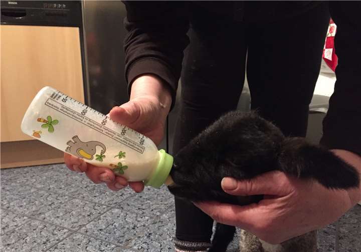 Baby-Glück auf dem Gnadenhof 