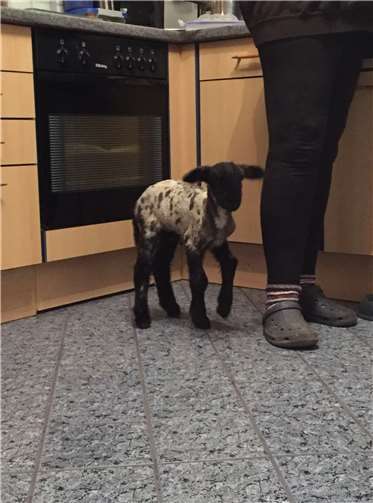 Baby-Glück auf dem Gnadenhof 