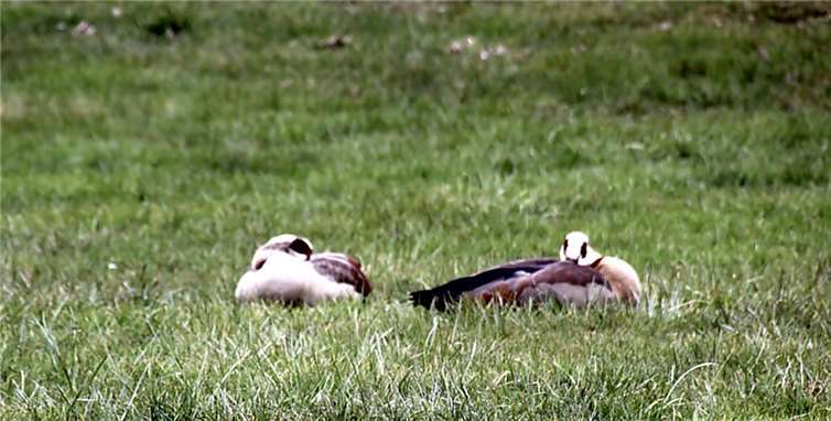 Die ersten Frühlingsboten