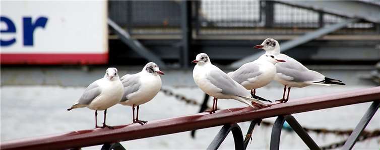 Die ersten Frühlingsboten 