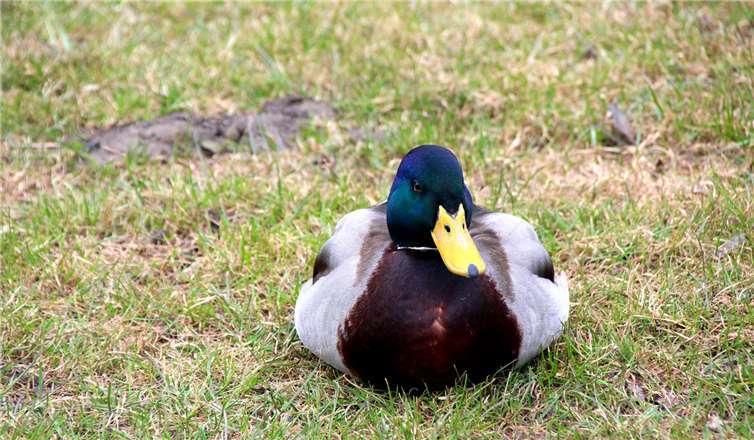 Die ersten Frühlingsboten 