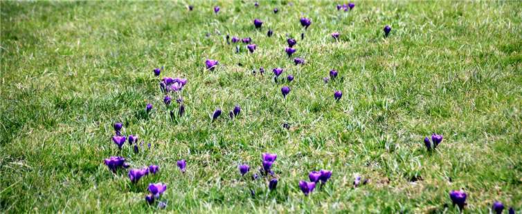 Die ersten Frühlingsboten 