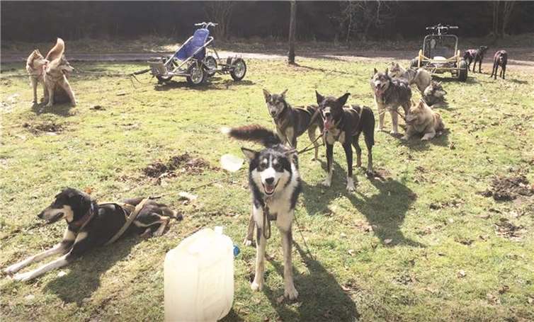 Eine Hundeschlittenfahrt durch die herrliche Landschaft der Region 