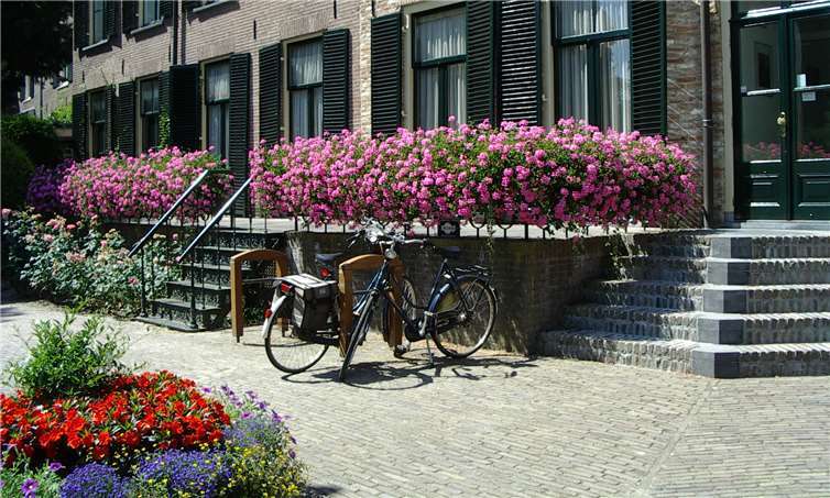 Lust auf Frühling? Blühende Hingucker, die gute Laune machen 
