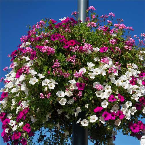 Lust auf Frühling? Blühende Hingucker, die gute Laune machen 