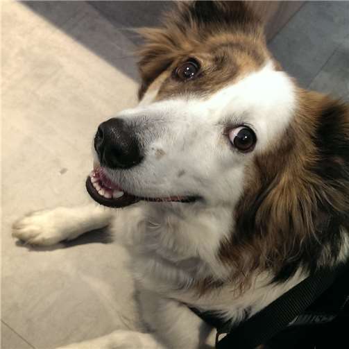 Mister und Miss Mischling 2018 gesucht