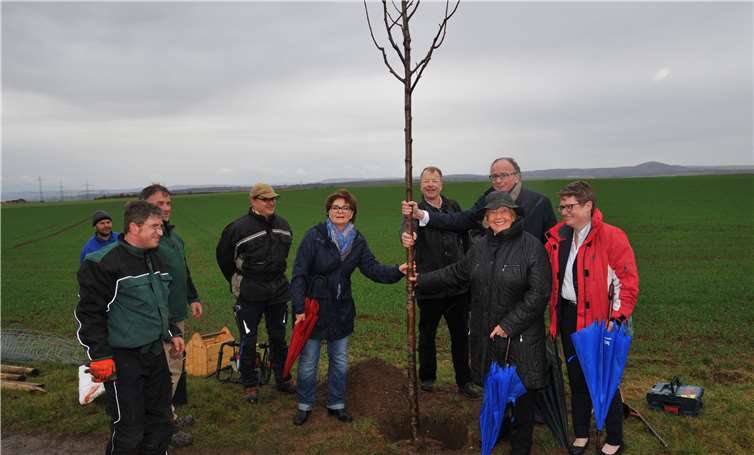 Bürgerstiftung: Neue Bäume für den Burgerberg 