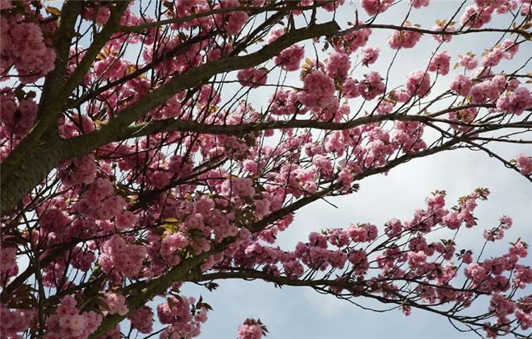 Blütenfest mit abwechslungsreicher Blütentour in leuchtenden Farben 