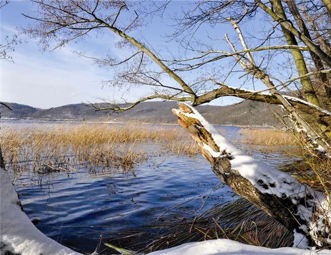 Holzrausch? - Unsere Wälder in Zeiten des Bioenergiebooms 