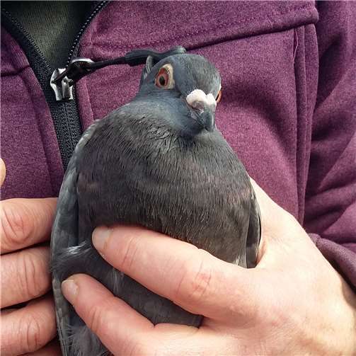 Stadttaubenhilfe mit Preis ausgezeichnet 