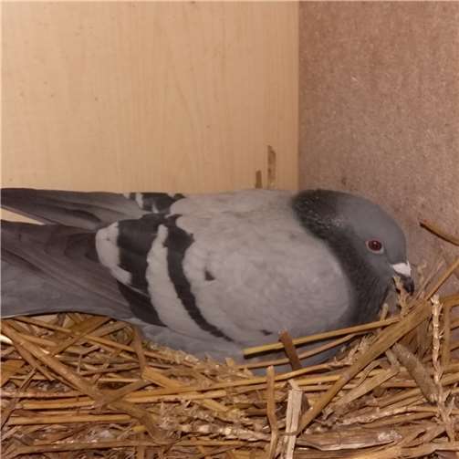 Stadttaubenhilfe mit Preis ausgezeichnet 