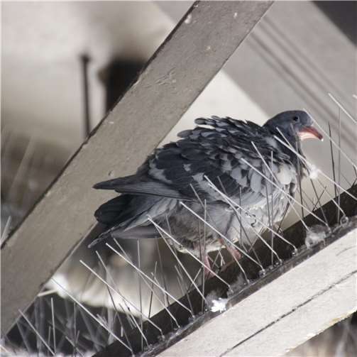 Stadttaubenhilfe mit Preis ausgezeichnet 