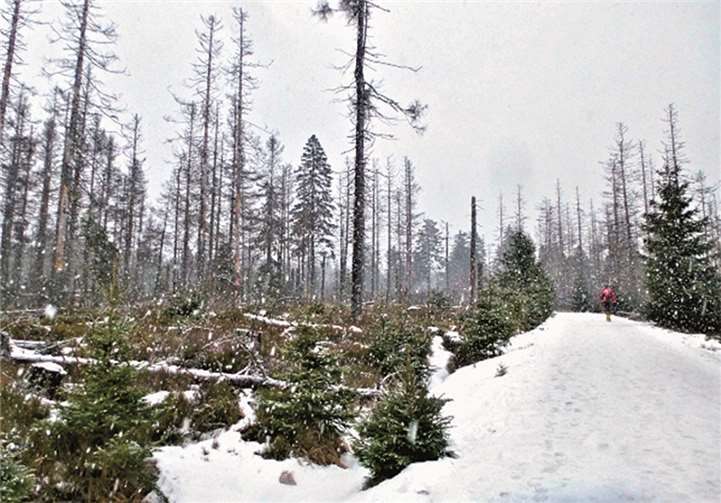 Erfolgreich beim Brocken-Challenge 