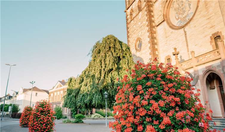 Blumenpracht verschönert Innenstadt und gefällt den Bienen 