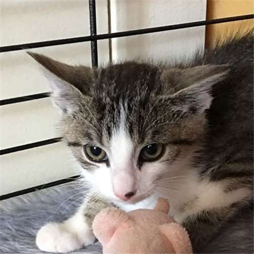 Wildchen – noch nie gehört? 