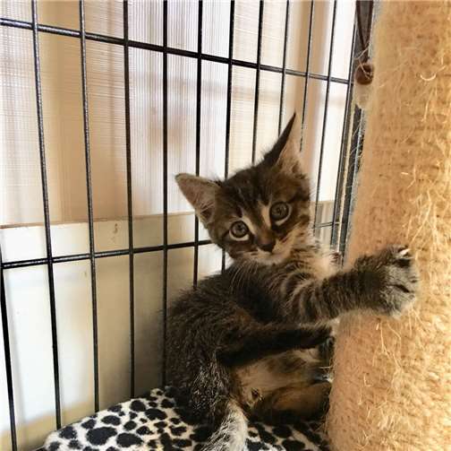 Wildchen – noch nie gehört? 