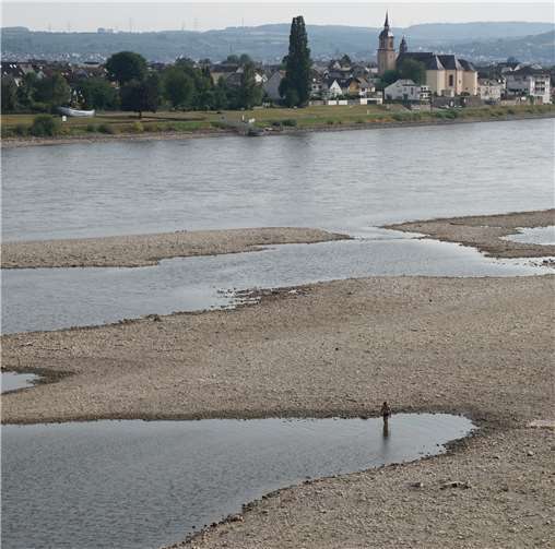 Urmitzer Werth trockenen Fußes erreichbar Rheinschwimmen gefährlich! 