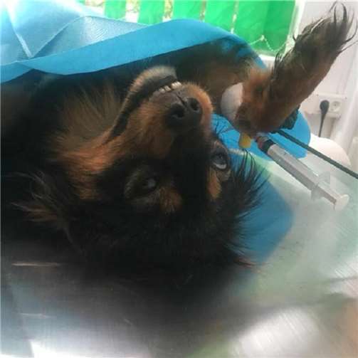 Kastration erspart tausenden von Nach- kommen ein qualvolles Leben auf der Straße 