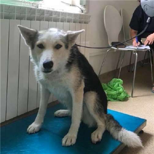 Kastration erspart tausenden von Nach- kommen ein qualvolles Leben auf der Straße 